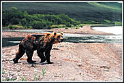 <font color=237299>«В мир бурых медведей Курильского озера»</font>